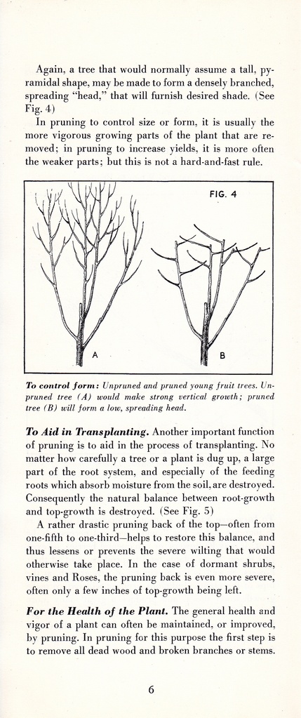 How to Prune for Better Flowers, Shrubs, Trees and Fruits: Page 8