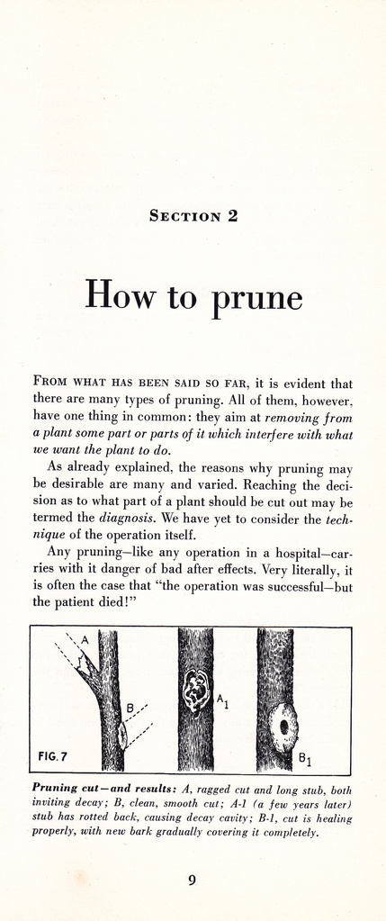 How to Prune for Better Flowers, Shrubs, Trees and Fruits: Page 11