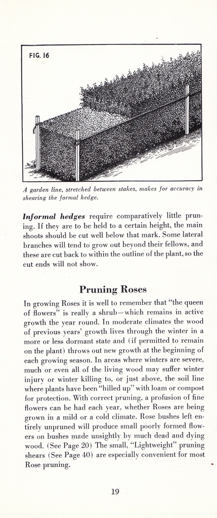 How to Prune for Better Flowers, Shrubs, Trees and Fruits: Page 21