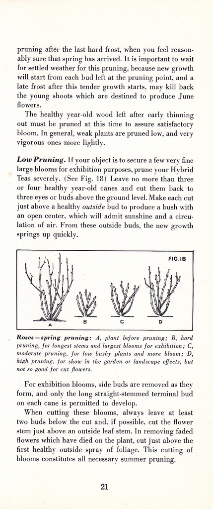 How to Prune for Better Flowers, Shrubs, Trees and Fruits: Page 23