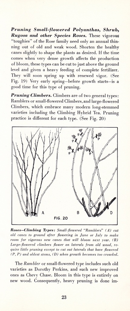 How to Prune for Better Flowers, Shrubs, Trees and Fruits: Page 25