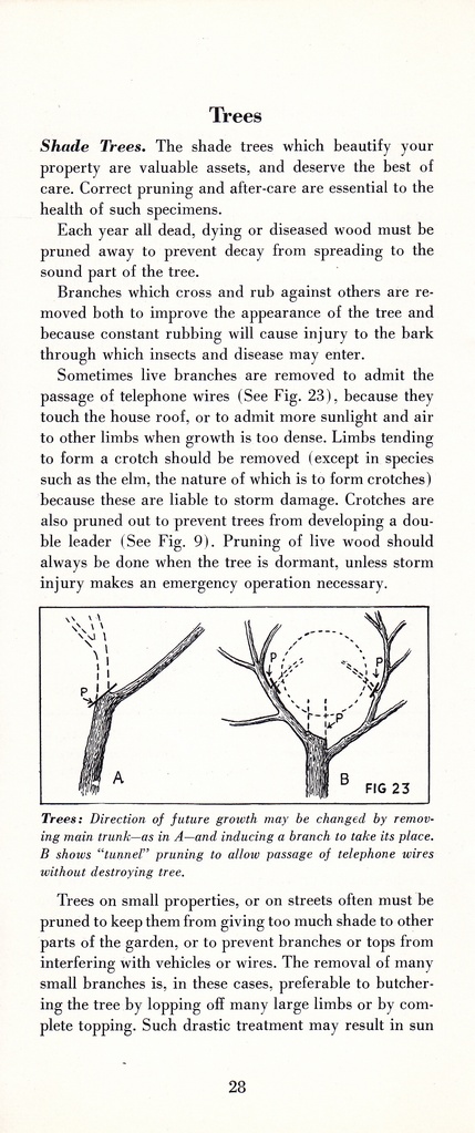 How to Prune for Better Flowers, Shrubs, Trees and Fruits: Page 30