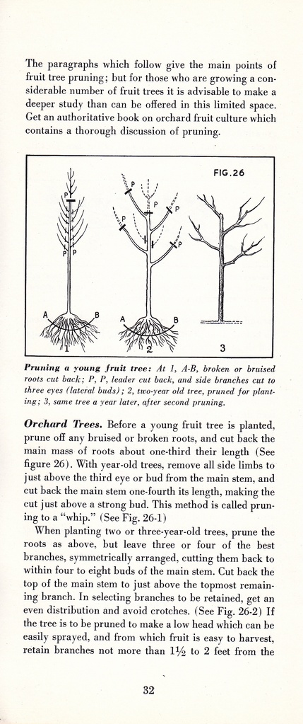 How to Prune for Better Flowers, Shrubs, Trees and Fruits: Page 34