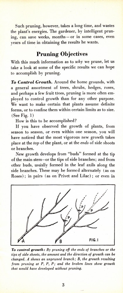 Pruning Guide for Better Shrubs, Trees, Fruits and Flowers (1963): Page 5