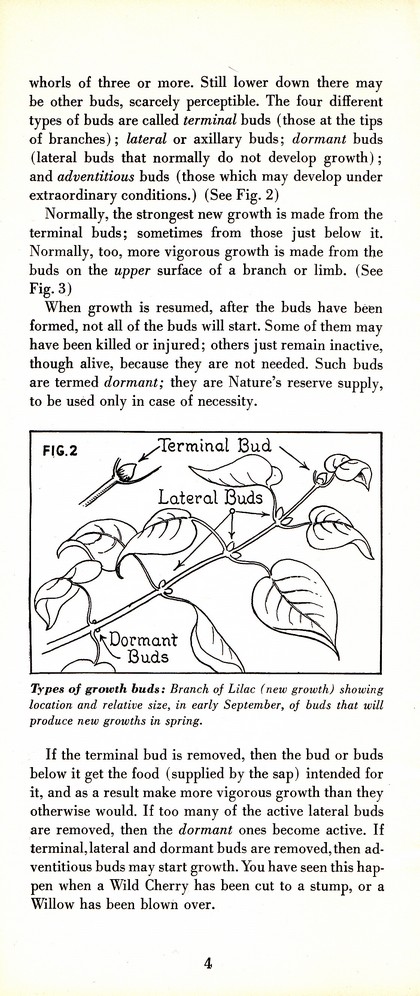 Pruning Guide for Better Shrubs, Trees, Fruits and Flowers (1963): Page 6