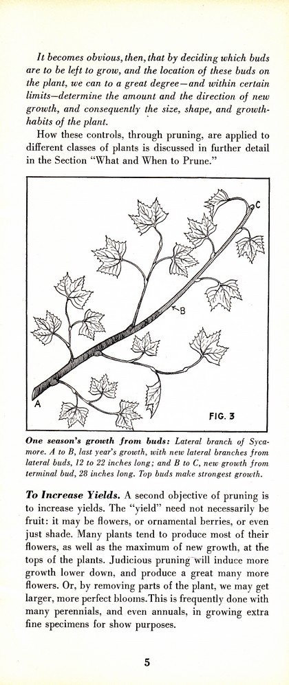 Pruning Guide for Better Shrubs, Trees, Fruits and Flowers (1963): Page 7