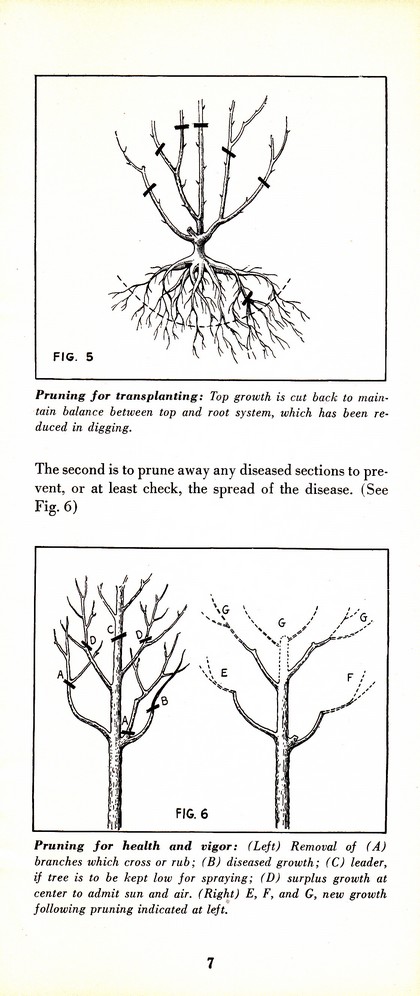 Pruning Guide for Better Shrubs, Trees, Fruits and Flowers (1963): Page 9