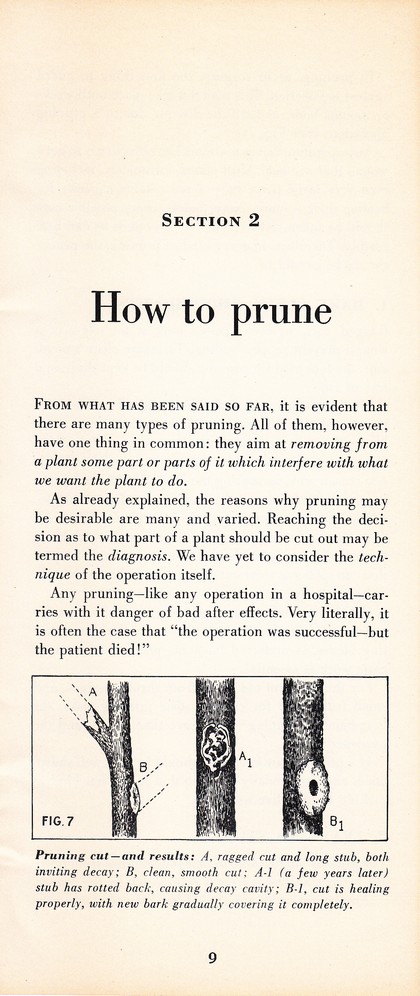 Pruning Guide for Better Shrubs, Trees, Fruits and Flowers (1963): Page 11