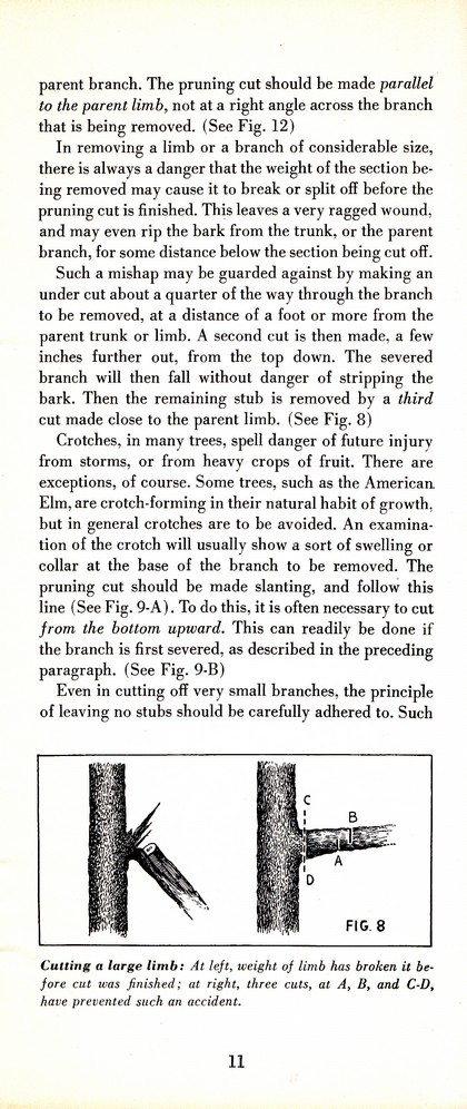 Pruning Guide for Better Shrubs, Trees, Fruits and Flowers (1963): Page 13