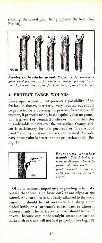 Pruning Guide for Better Shrubs, Trees, Fruits and Flowers (1963): Page 15