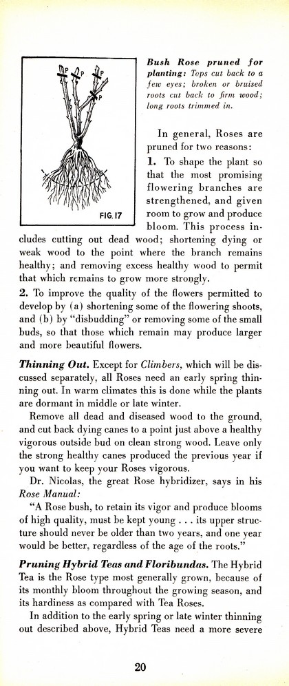 Pruning Guide for Better Shrubs, Trees, Fruits and Flowers (1963): Page 22