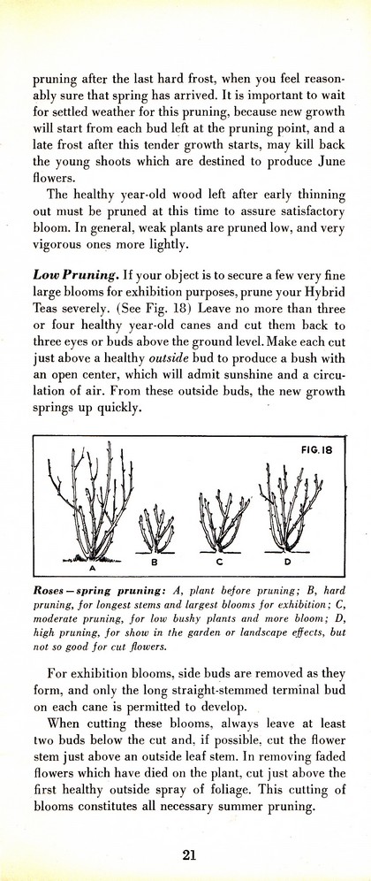 Pruning Guide for Better Shrubs, Trees, Fruits and Flowers (1963): Page 23