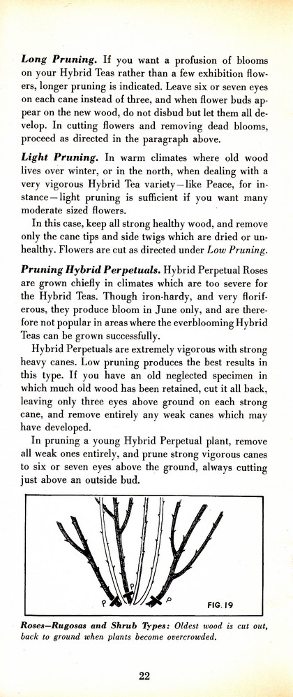 Pruning Guide for Better Shrubs, Trees, Fruits and Flowers (1963): Page 24