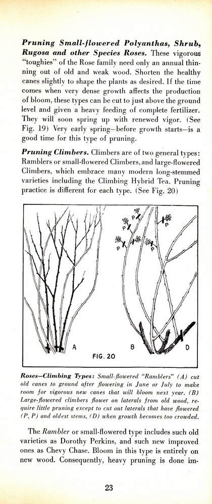 Pruning Guide for Better Shrubs, Trees, Fruits and Flowers (1963): Page 25