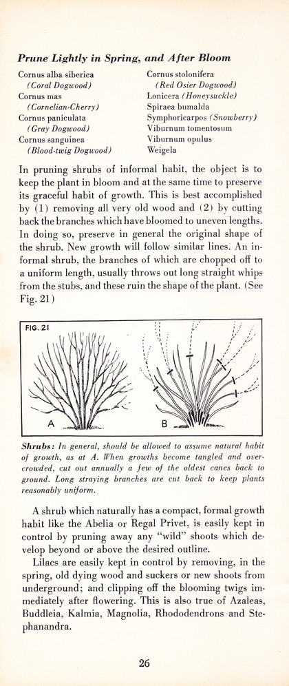 Pruning Guide for Better Shrubs, Trees, Fruits and Flowers (1963): Page 28