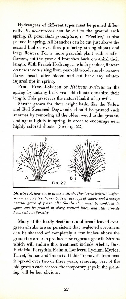 Pruning Guide for Better Shrubs, Trees, Fruits and Flowers (1963): Page 29