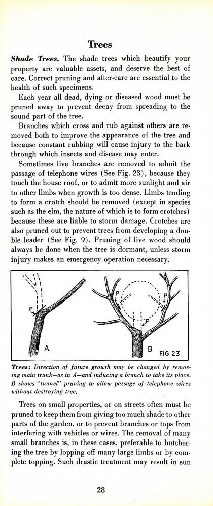 Pruning Guide for Better Shrubs, Trees, Fruits and Flowers (1963): Page 30