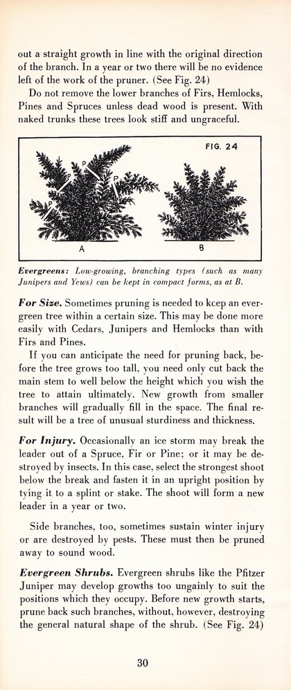 Pruning Guide for Better Shrubs, Trees, Fruits and Flowers (1963): Page 32
