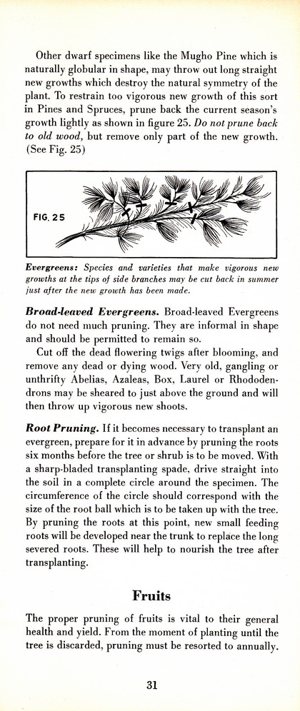 Pruning Guide for Better Shrubs, Trees, Fruits and Flowers (1963): Page 33