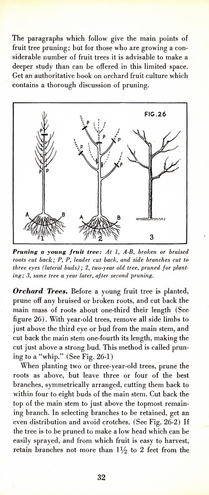 Pruning Guide for Better Shrubs, Trees, Fruits and Flowers (1963): Page 34
