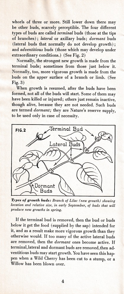 The Wiss Guide to Better Pruning (1965): Page 8