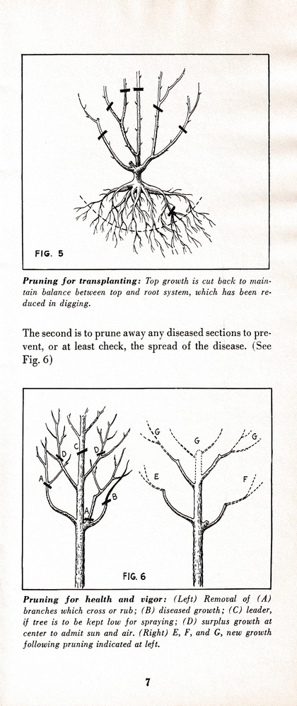 The Wiss Guide to Better Pruning (1965): Page 11