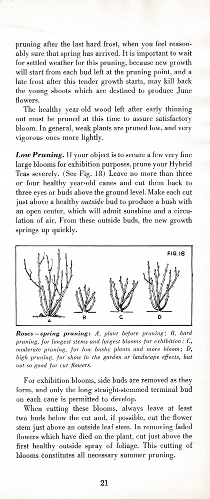 The Wiss Guide to Better Pruning (1965): Page 25