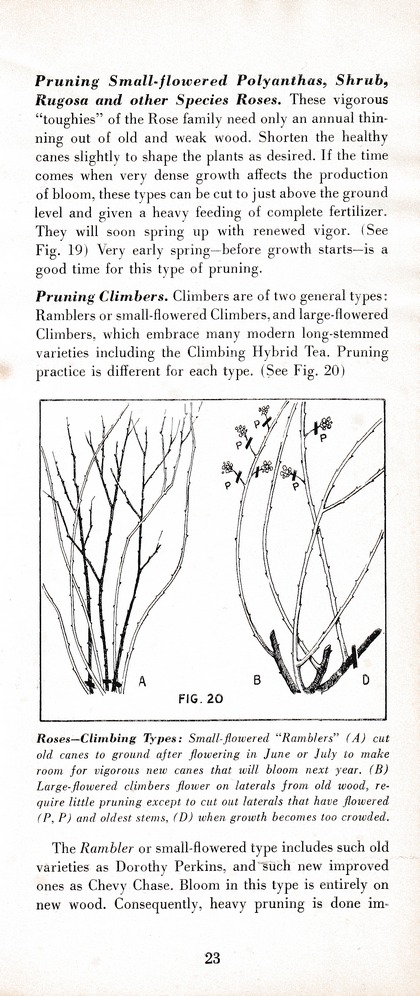 The Wiss Guide to Better Pruning (1965): Page 27
