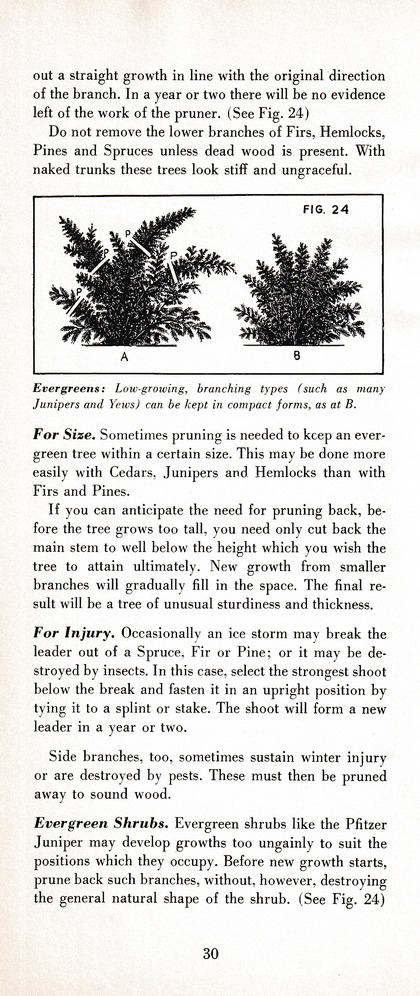 The Wiss Guide to Better Pruning (1965): Page 34