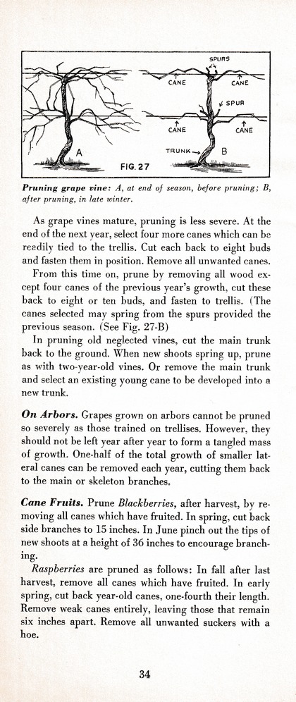 The Wiss Guide to Better Pruning (1965): Page 38