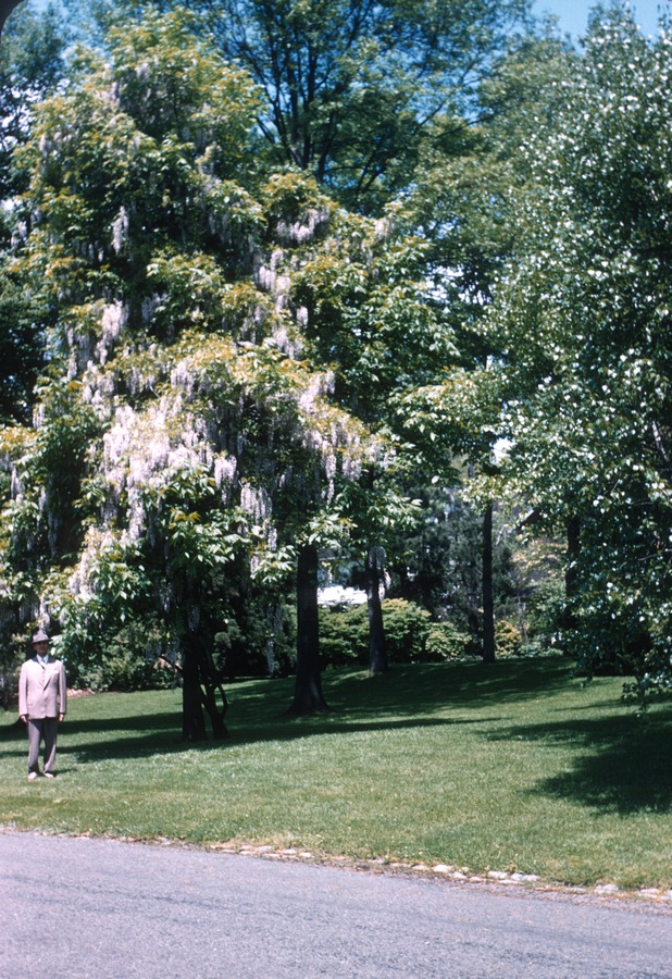 June 1954 Oaklawn Rd 1 wisteria