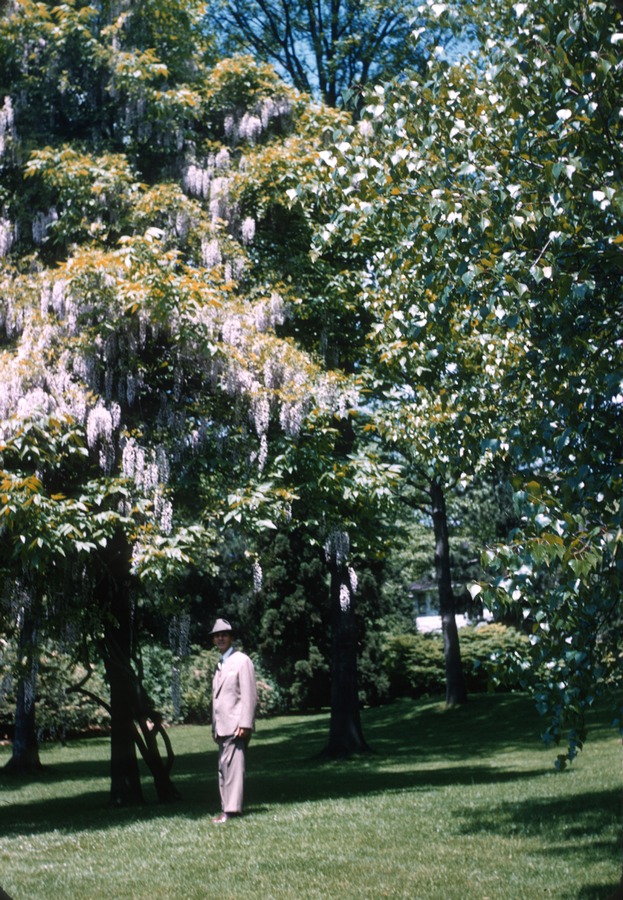June 1954 Oaklawn Rd 2 wisteria