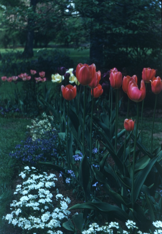 Oaklawn Rd new garden May 1951 2 tulips