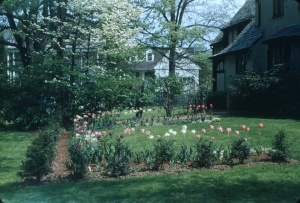 Oaklawn Rd new garden May 1951
