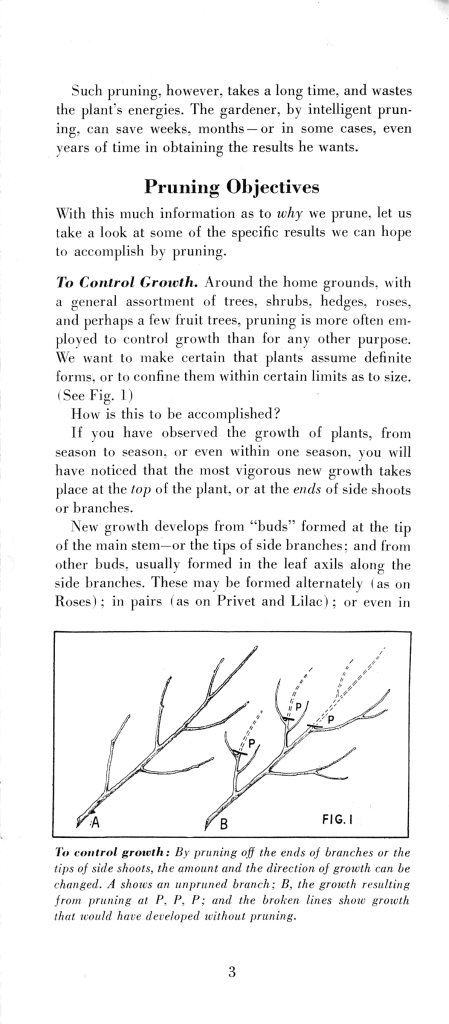 How to Prune for Better Flowers, Shrubs, Trees and Fruits: Page 5