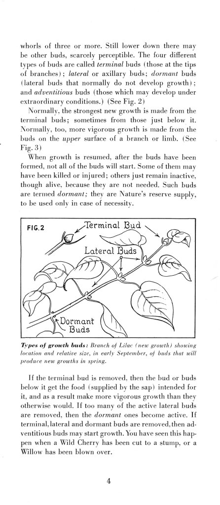 How to Prune for Better Flowers, Shrubs, Trees and Fruits: Page 6