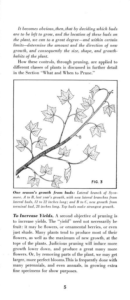 How to Prune for Better Flowers, Shrubs, Trees and Fruits: Page 7
