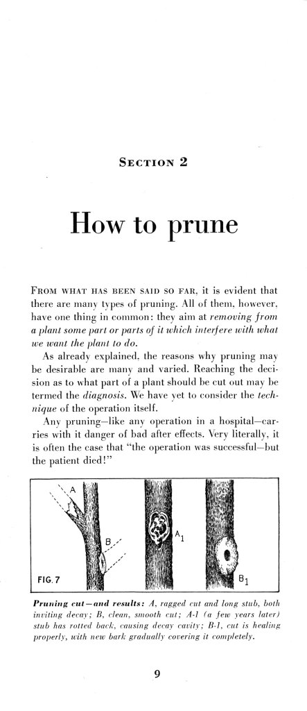 How to Prune for Better Flowers, Shrubs, Trees and Fruits: Page 11