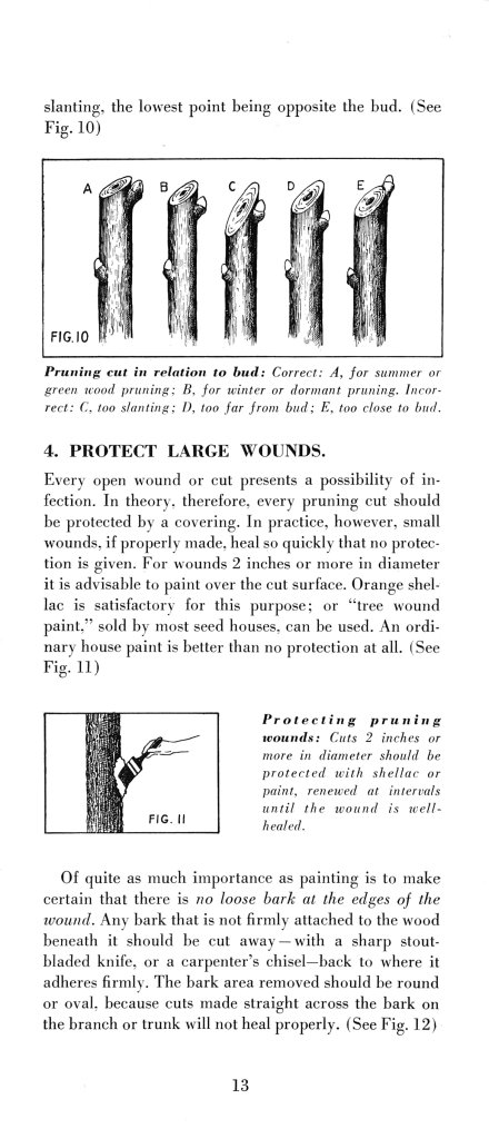How to Prune for Better Flowers, Shrubs, Trees and Fruits: Page 15