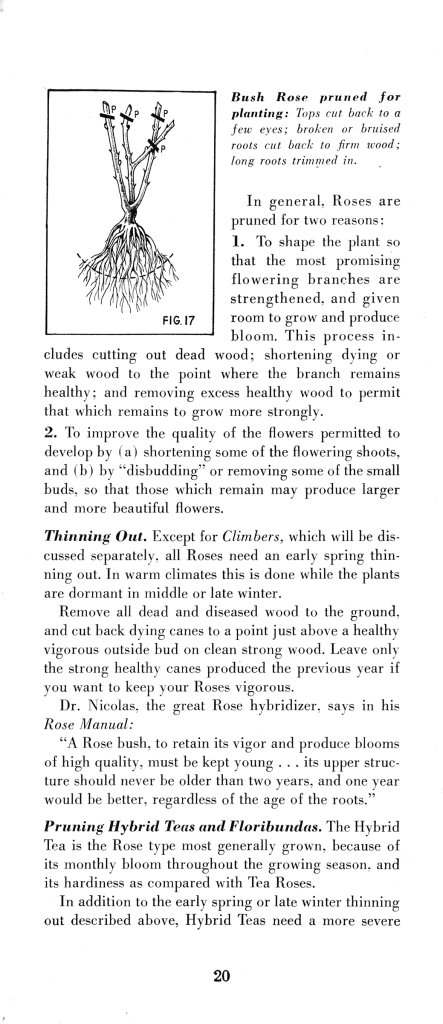 How to Prune for Better Flowers, Shrubs, Trees and Fruits: Page 22