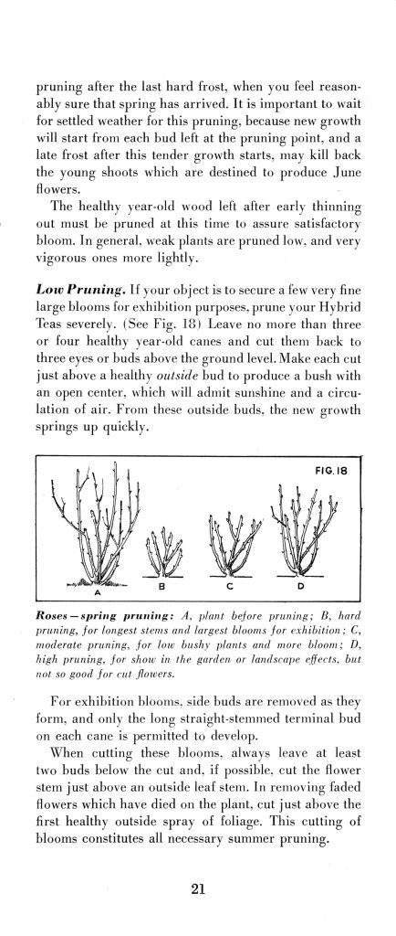 How to Prune for Better Flowers, Shrubs, Trees and Fruits: Page 23