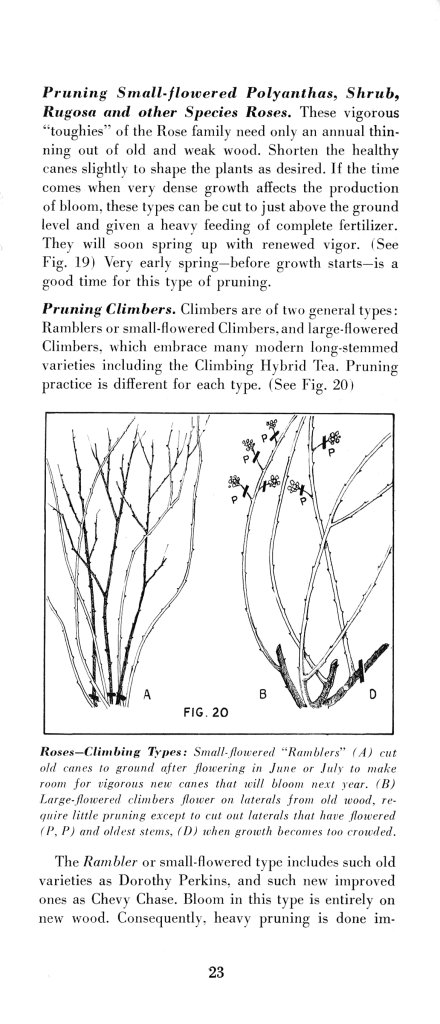 How to Prune for Better Flowers, Shrubs, Trees and Fruits: Page 25