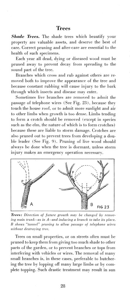 How to Prune for Better Flowers, Shrubs, Trees and Fruits: Page 30