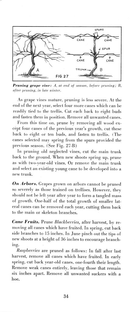 How to Prune for Better Flowers, Shrubs, Trees and Fruits: Page 36